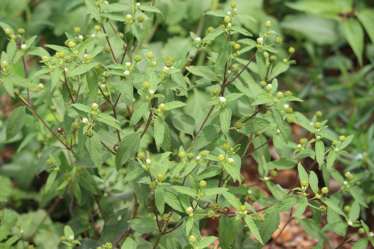 Blainvillea acmella (L.) Philipson